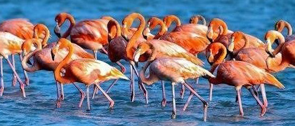 Flamingo's spotten