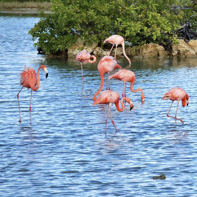 curacao flamingo tour