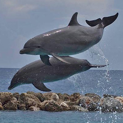 Roei uit Schaken Concurrenten Zwemmen met Dolfijnen | Een fantastische ervaring om te doen!Wanna Haves  Curacao